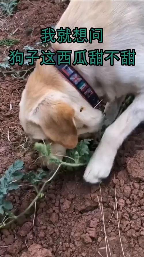 吃瓜不忘狗子,揭秘娱乐圈背后的温馨瞬间 第1张 吃瓜不忘狗子,揭秘娱乐圈背后的温馨瞬间 第1张